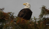 Portrait of an Eagle