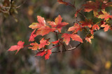 Autumn in the Louisiana Wetlands