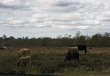 Cows in a pasture