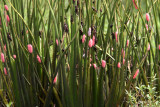 Invading southeast Louisiana--Apple Snails and grasshoppers