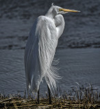 Egret