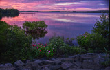 Sunrise with flowers