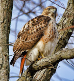 Redtail