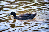 Juvenile Muscovy Duck