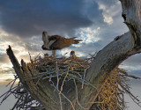 osprey nest