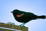 Red-winged blackbird