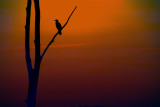Cormorant Sunrise