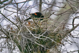 Nest-Red-winged Blackbird