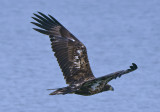Juvenile Eagle in flight