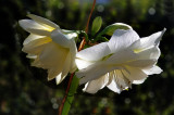 Backlit Beauty