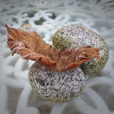 Frosty Morning