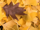 Oak-and-Ginko-752_7546-1.jpg