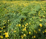 Yellow-Flowers-751_9236-1.jpg