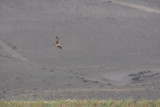 Montagues Harrier