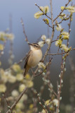 Sedge Warbler