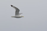 Kittiwake