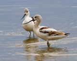 American Avocet