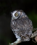Eastern Screech-Owl (gray phase)