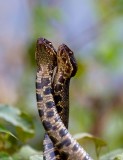 Western Cottonmouth