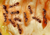 Ants on a rotting apple.