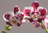 Orchid (Phalaenopsis).