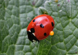 Seven Spotted Ladybird.