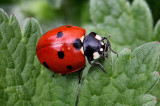 Seven Spotted Ladybird.