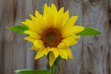 A Small Sunflower.