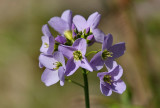 Cuckoo Flower - (Cardamine pratensis).