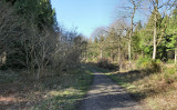 Haugh Wood near Hereford.