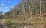 Haugh Wood near Hereford.