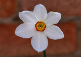 Narcissus Recurvus (Pheasant Eye).