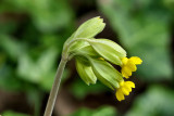 Cowslip - (Primula veris).