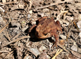 Toad.