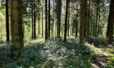 A woodland walk.