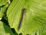 Large Red Damselfly - (Pyrrhosoma nymphula).