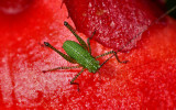 Baby Speckled Bush-cricket.