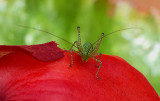 Baby Speckled bush-cricket.