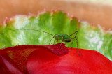 Baby Speckled Bush-cricket. 