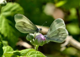 Wood White Butterflies.