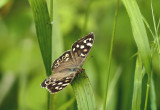 Speckled Wood Butterfly.
