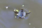 Diving Beetle.