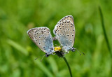 Large Blue Butterflies.
