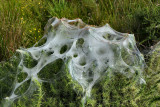 Ermine Moth Web.