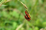 Soldier Beetles (Rhagonycha fulva).