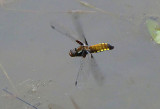 Broad-bodied Chaser (female).