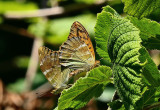 Silver-washed fritillaries.