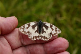 Marbled White.