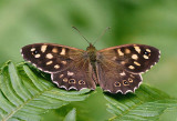 Speckled Wood.