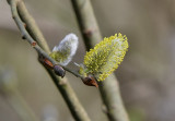 Pussy Willow.